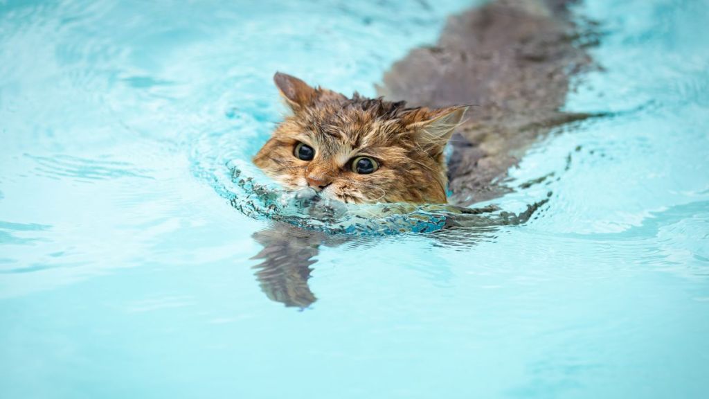 Cute cat swimming with only nose and eyes above water
