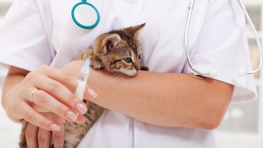 Veterinary care at animal rescue center - kitten receiving injection