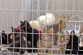 Many kittens sit in a cage at an animal shelter, a common scene during the kitten season, which is why it is encouraged to spay and neuter strays to help tackle the annual overcrowding of shelters.