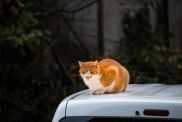 Orange cat sitting on top of a SUV roof.