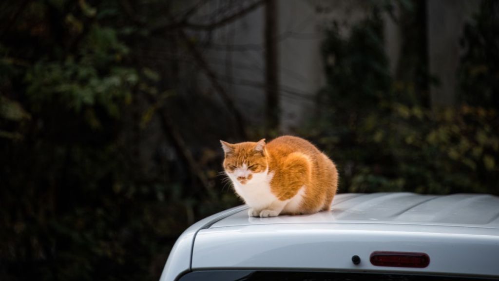 Orange cat sitting on top of a SUV roof.