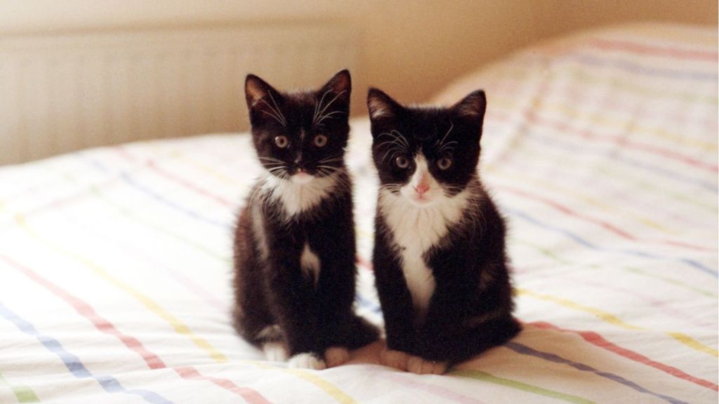 Two 8-week-old black and white kittens on a bed.