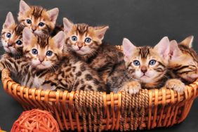 Bengal kittens in wicker basket. Studio shot on gray background.
