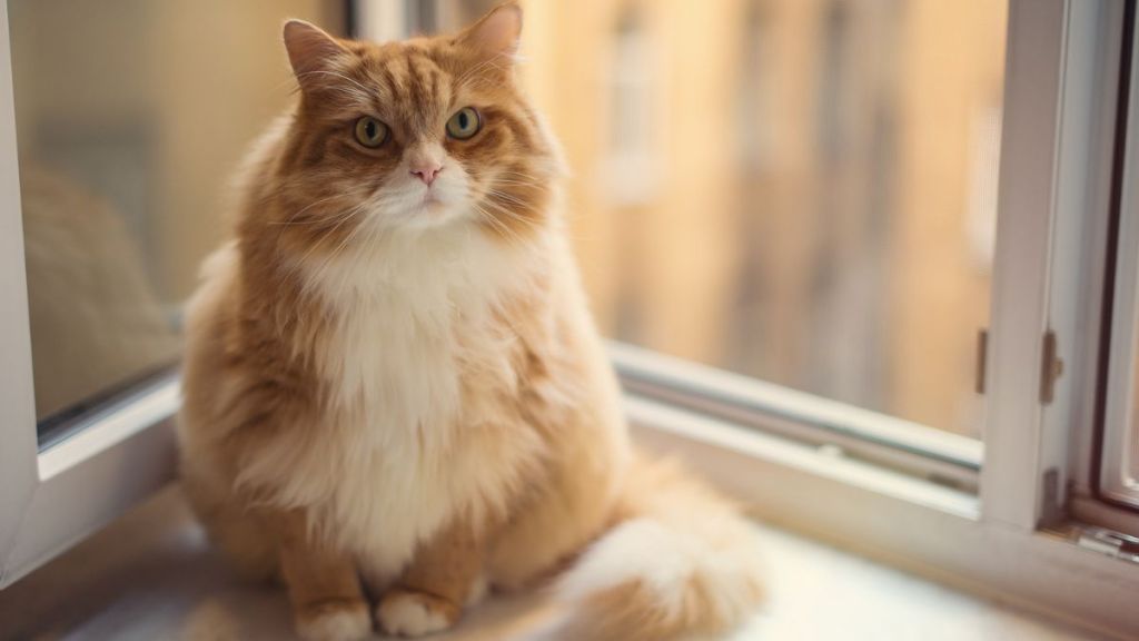 Fat ginger cat, much like the one who became a TikTok star due to their weight loss journey, sitting on a window.