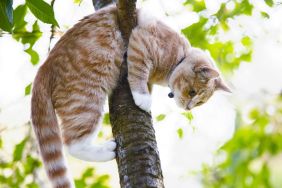 Orange tabby cat stuck in tree, in a similar position to the tuxedo kitty rescued at the Grand Canyon National Park, Arizona.