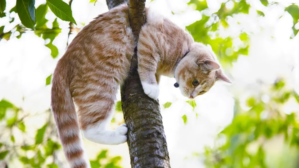 Orange tabby cat stuck in tree, in a similar position to the tuxedo kitty rescued at the Grand Canyon National Park, Arizona.