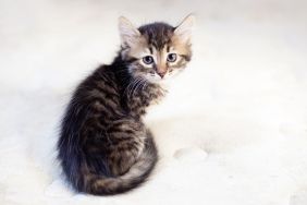 Tiny tabby kitten, similar to the one stolen from a humane society in Lansing, Michigan, sitting against a white background.