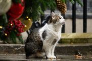 Larry the cat is seen outside the door of number 10, Downing Street on December 05, 2023 in London, England. He will be welcoming his 6th UK prime minister, Keir Starmer.