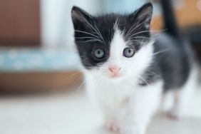 Small black and white kitten, similar to the one rescued off the freeway from under the dashboard in California.