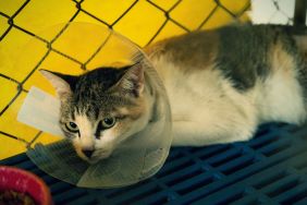 Multi-colored tabby cat, similar to the one who survived a 12-story fall in Minneapolis, Minnesota, wearing a cone and rehabilitating at the animal hospital.
