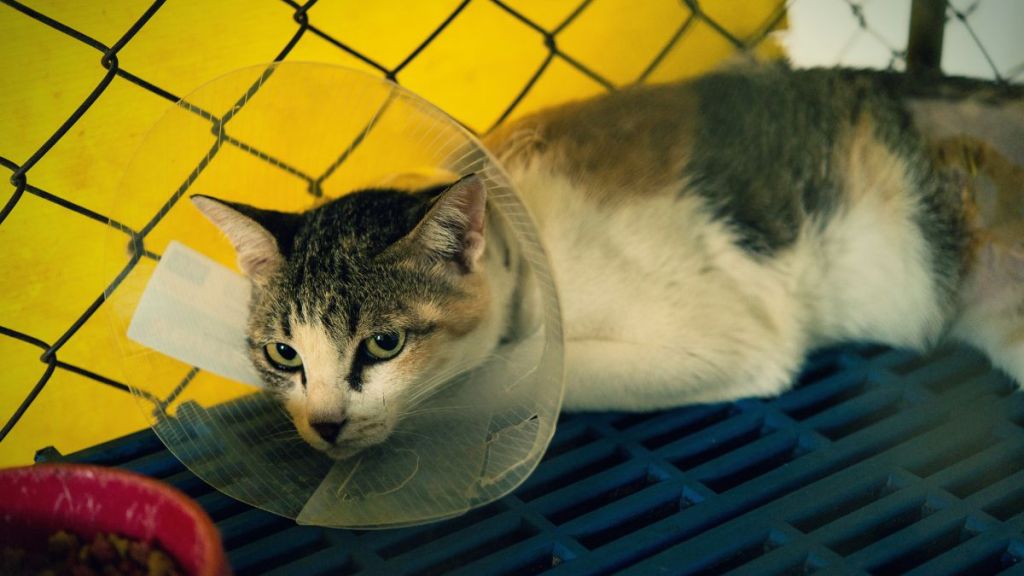 Multi-colored tabby cat, similar to the one who survived a 12-story fall in Minneapolis, Minnesota, wearing a cone and rehabilitating at the animal hospital.