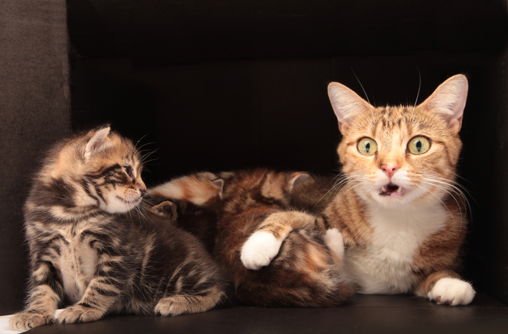 Mother's Day: Cat Moms And Their Kittens