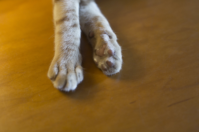 Cats have five toes on each front paw, but only four toes on each back paw. Some cats have extra toes and are called "polydactyl" cats.