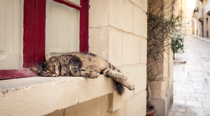 Cats who fall five stories have a 90 percent survival rate.