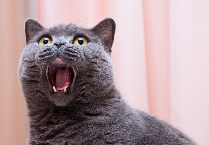 Cats can make more than 100 different vocal sounds.