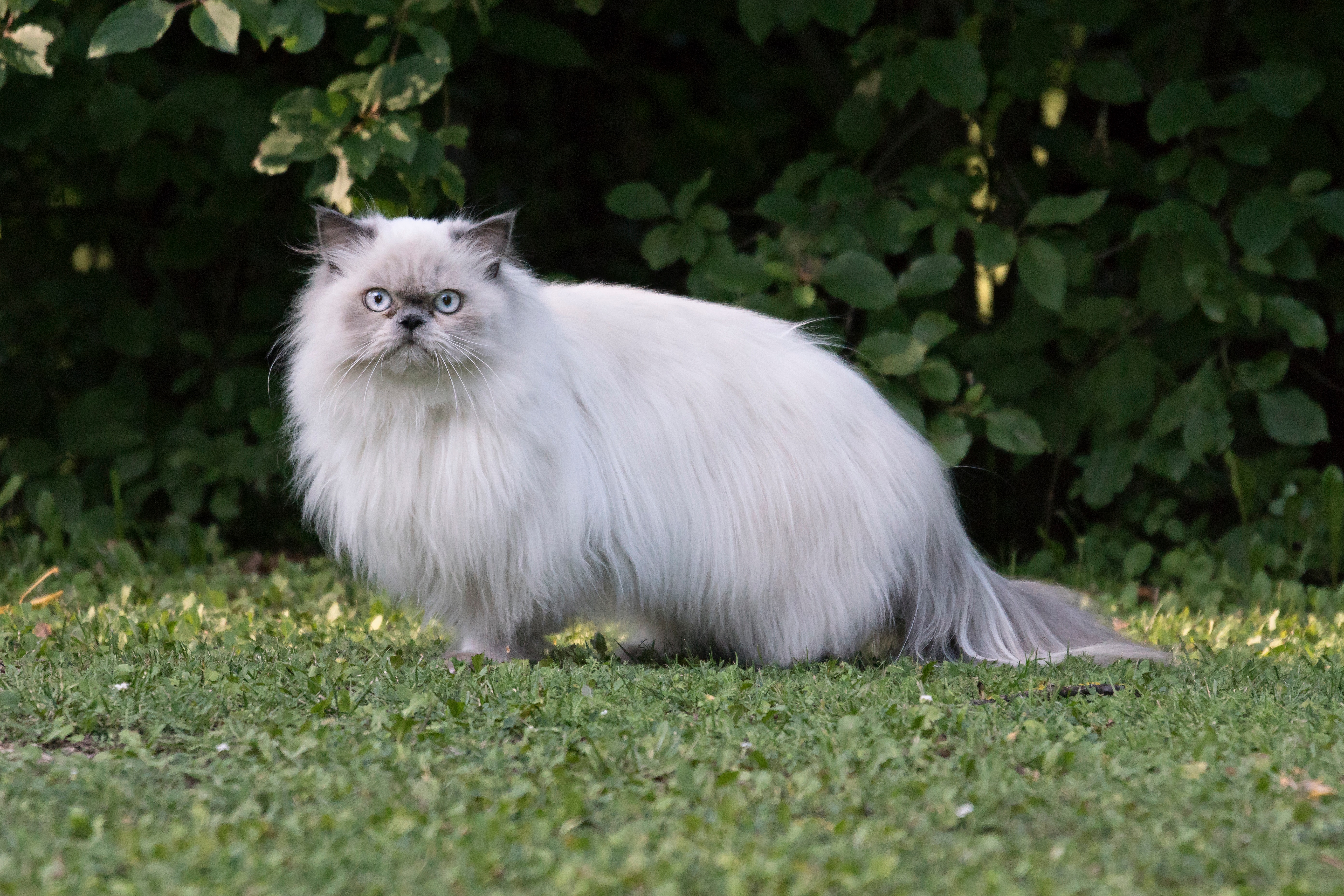 Persian Cats And Kittens