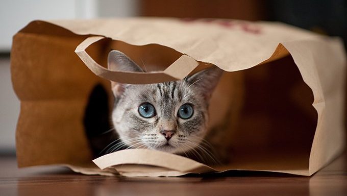 Your Cat Double-Checks All The Thanksgiving Groceries -- Especially The Bags